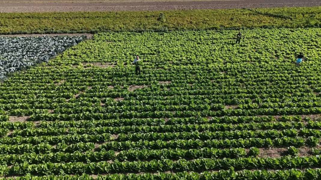 Hatay’da Marul Hasadı Erken Başladı: Tarlada 25, Reyonda 70 TL! 5
